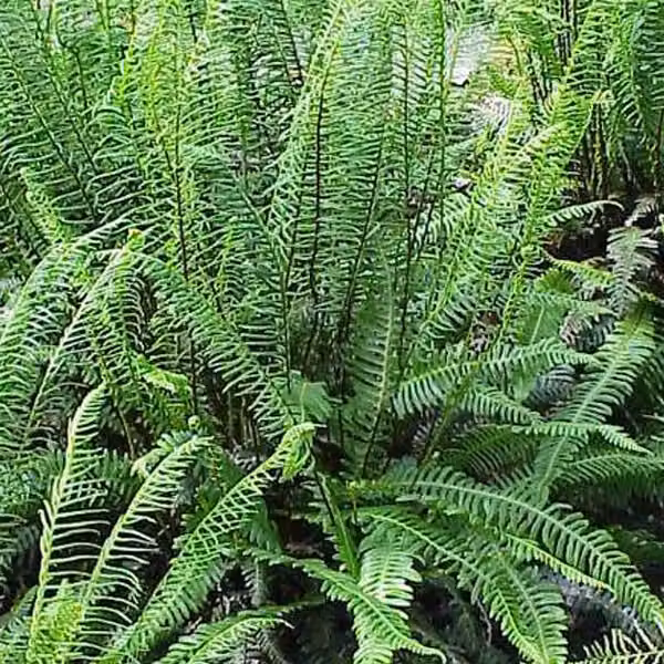 6 piante di felce Blechnum spicant, in vaso da 9x9 cm