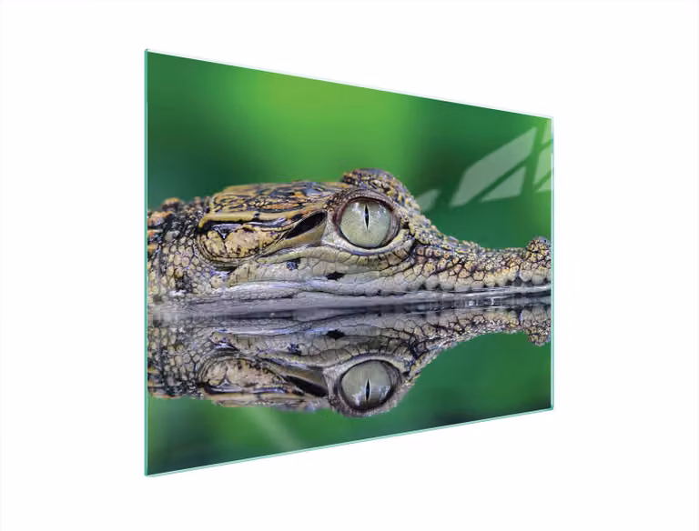 Piastra Di Protezione In Vetrina Per L'erba 70X52 Crocodil