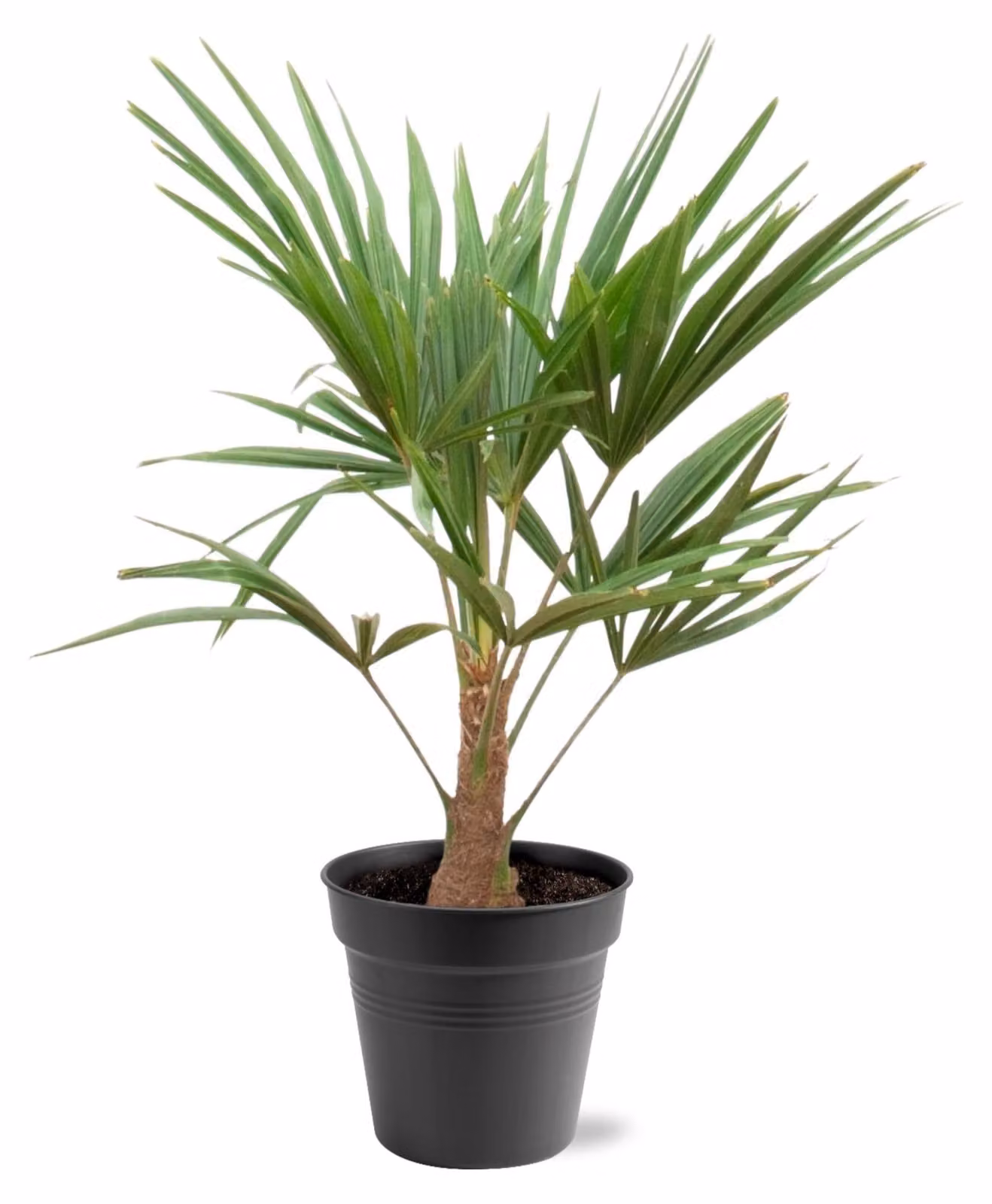 Trachycarpus, palma Hennep con foglie a forma di ventaglio, altezza 100 cm