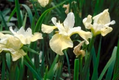 6 x Iris sib. butter And Sugar' - Iris - Vaso 9 x 9 cm
