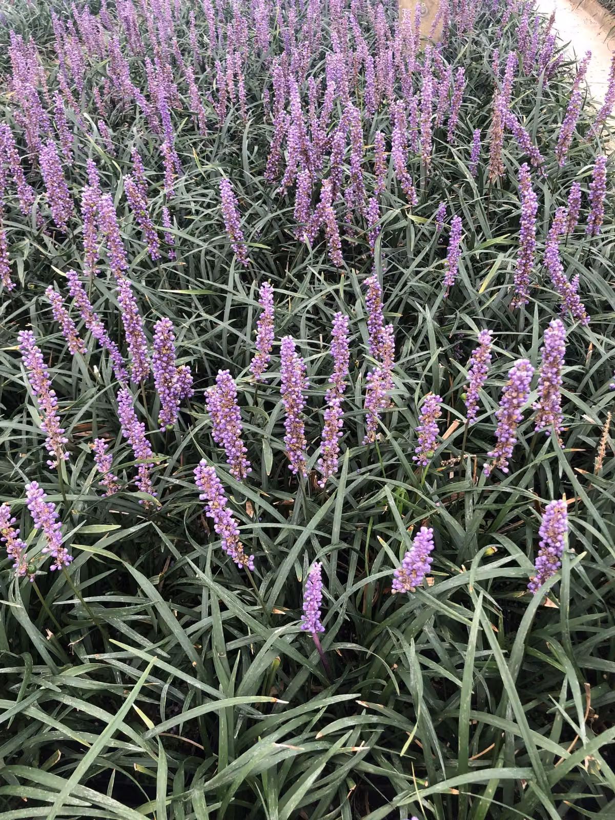 6 x Liriope muscari 'Moneymaker' - uva campanula - vaso 9 x 9 cm