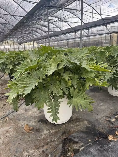 PHILODENDRON SELLOUM SHANGRI-LA VASO 60