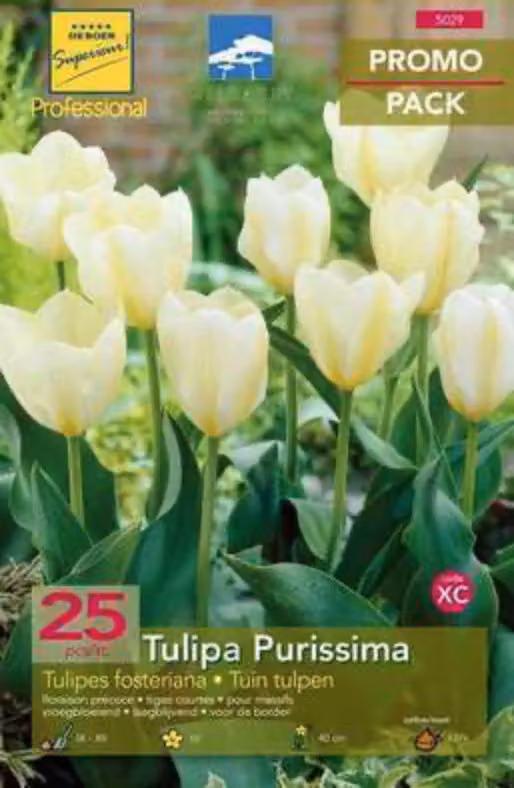 10 x Tulipa fosteriana 'Purissima' - Tulipano - Bulbi