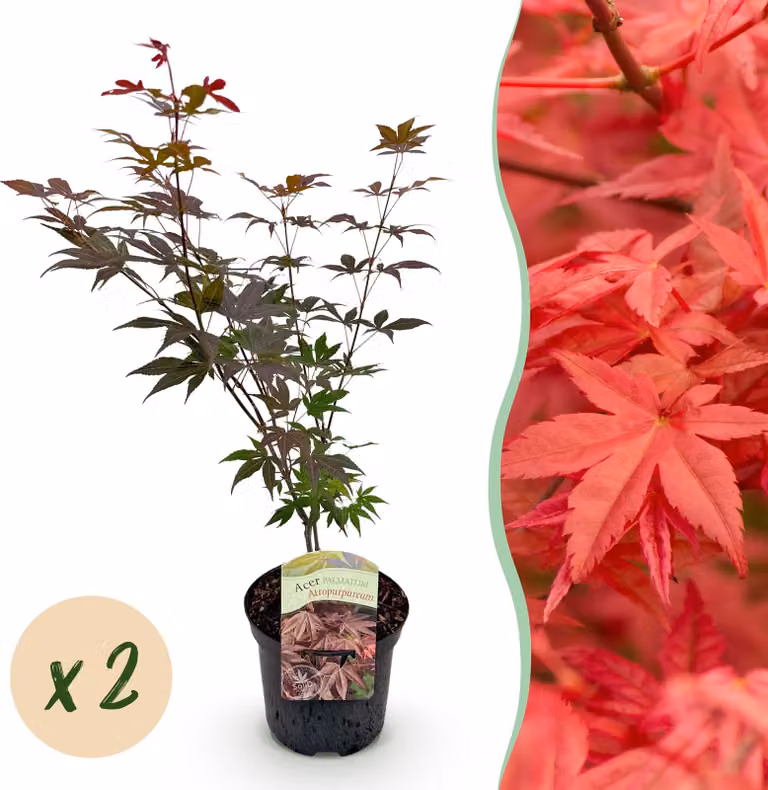 Pianta da terrazzo - Acero giapponese - Acer palmatum Atropurpureum - Viola - 2 Piante - Decidua - 60-70cm - Ø25cm - Pianta da giardino