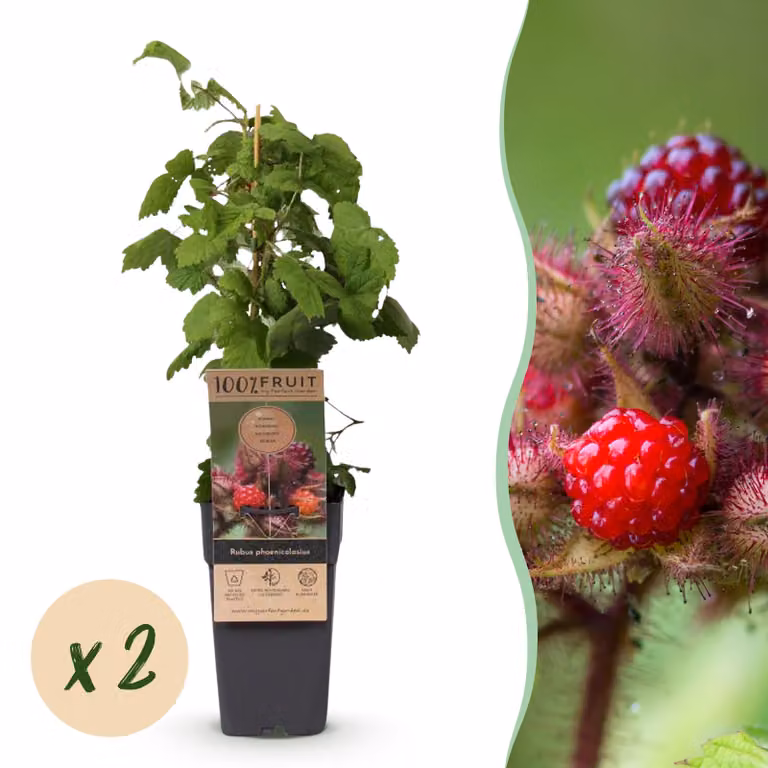 Rubus phoenicolasius - Vinacciolo giapponese - Duro - Lampone rosso brillante - 2 piante - 40-50cm - Ø15cm - Pianta da giardino