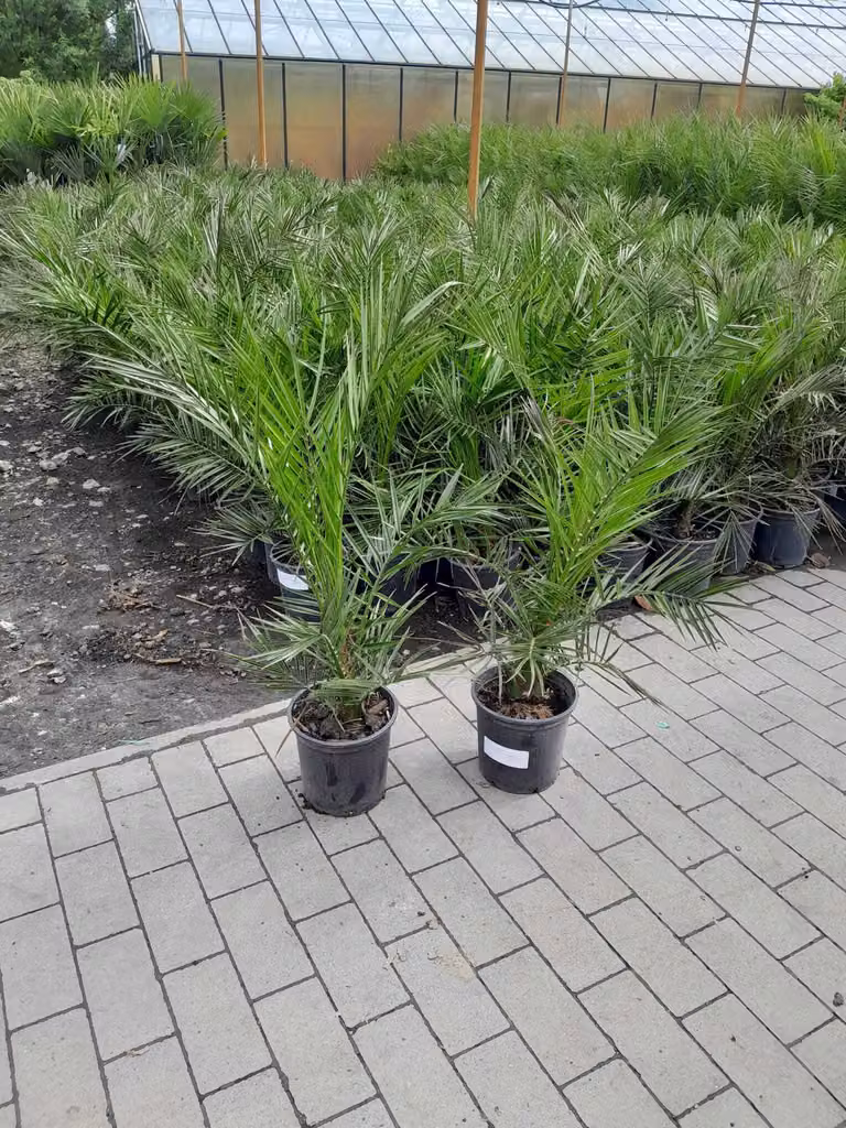2 pezzi 70-100 cm Phoenix canariensis palma da dattero canaria palma da dattero canaria palma vigorosa nessuna pianta giovane