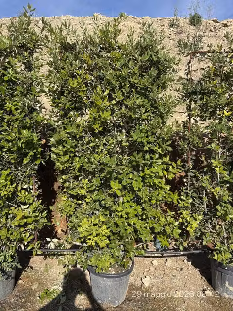 QUERCUS ILEX SPALL.40 (L.75 - H.160)