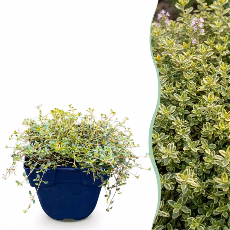 Thymus citr. Sambesi - Timo al limone - Profumato - Giallo - 12 piante - 15-25cm - Ø11cm - Pianta da giardino