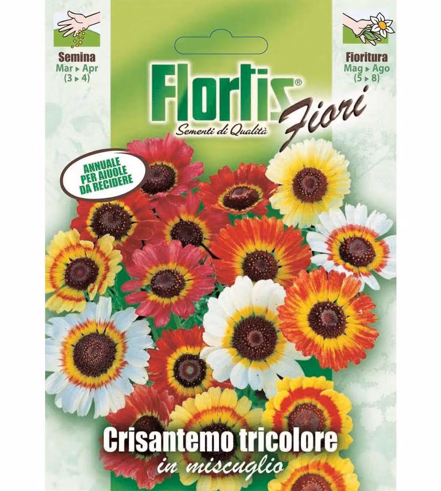 Crisantemo Pianta annuale tricolore con fiori grandi centro viola 60-70 cm