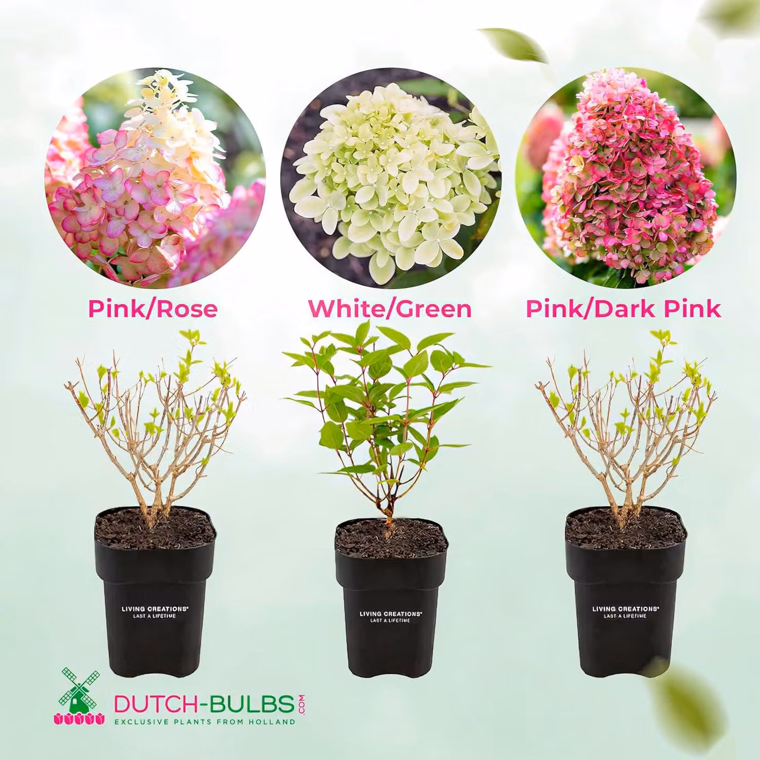 Collezione di Ortensie resistenti al freddo, varietà Paniculata (3 piante) - Piante di ortensia provenienti dai Paesi Bassi - Vere ortensie da giardino (non semi, fiori artificiali o prodotti artificiali) - Piante per balcone perenni