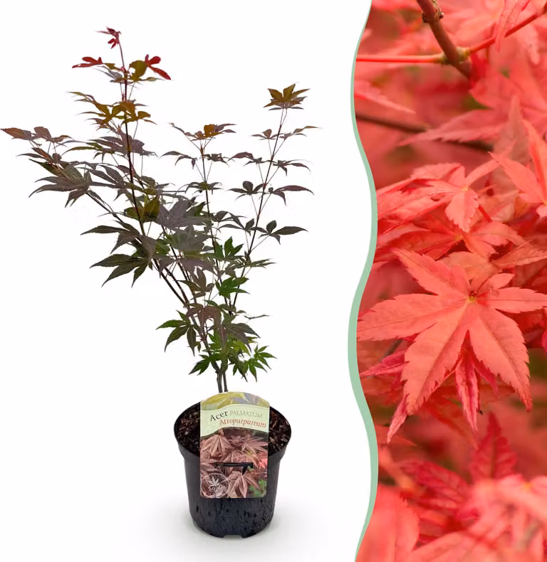 Pianta da terrazzo - Acero giapponese - Acer palmatum Atropurpureum - Viola - 1 Pianta - Decidua - 60-70cm - Ø25cm - Pianta da giardino