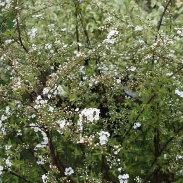 2 piante di Spirea cinerea 'Graciosa', alte 40-60 cm, fornite in vaso