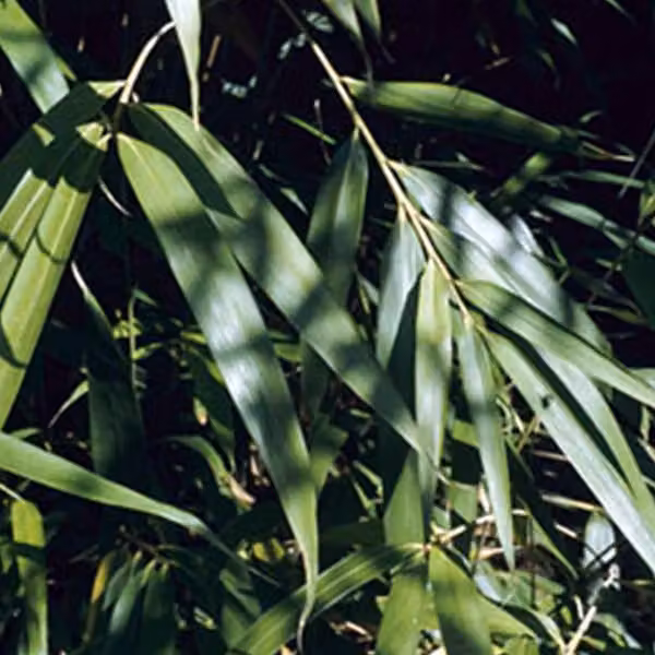 Pseudosasa japonica (bambù freccia) | 60-80 cm in vaso