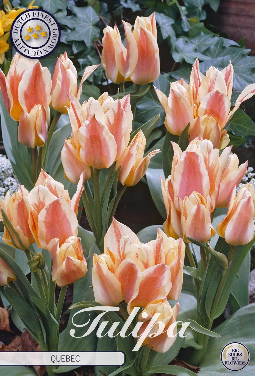 Tulipano Quebec (10 pezzi) | Bulbi di tulipano di Sam van Schooten