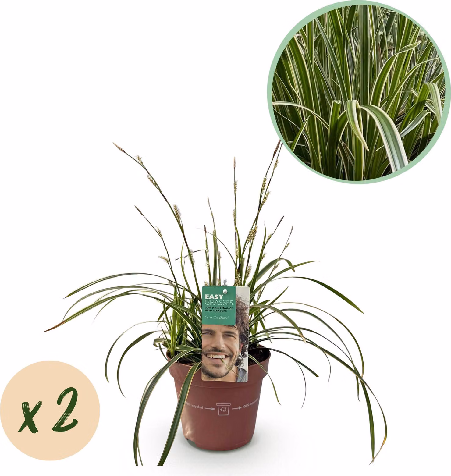 Erbe ornamentali - Carex morrowii Ice Dance - Bianco e verde - 2 piante - Sempreverde - Bassa manutenzione - 40-50cm - Ø17cm - Pianta da giardino