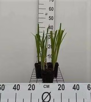 6 x Iris ensata ( kaempferi) - Iris - vaso 9 x 9 cm