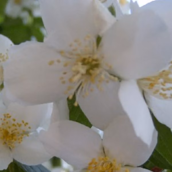2 piante di gelsomino da giardino - Philadelphus 'Virginal' | altezza 50-60 cm, in vaso
