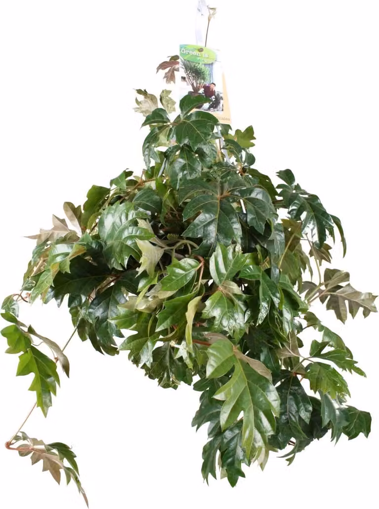 Cissus Rhombifolia Ellen Danica - Ø17Cm - ↕70Cm