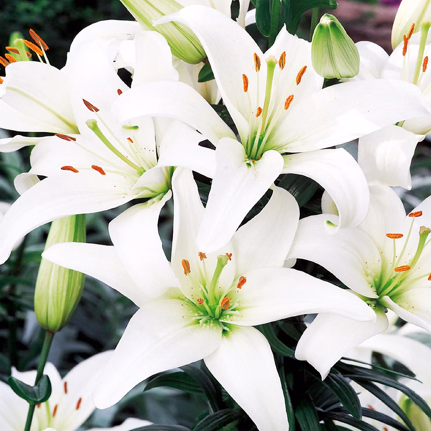 Gigli Bulbi da fiore Fiori Giglio asiatico bianco 1 pz.