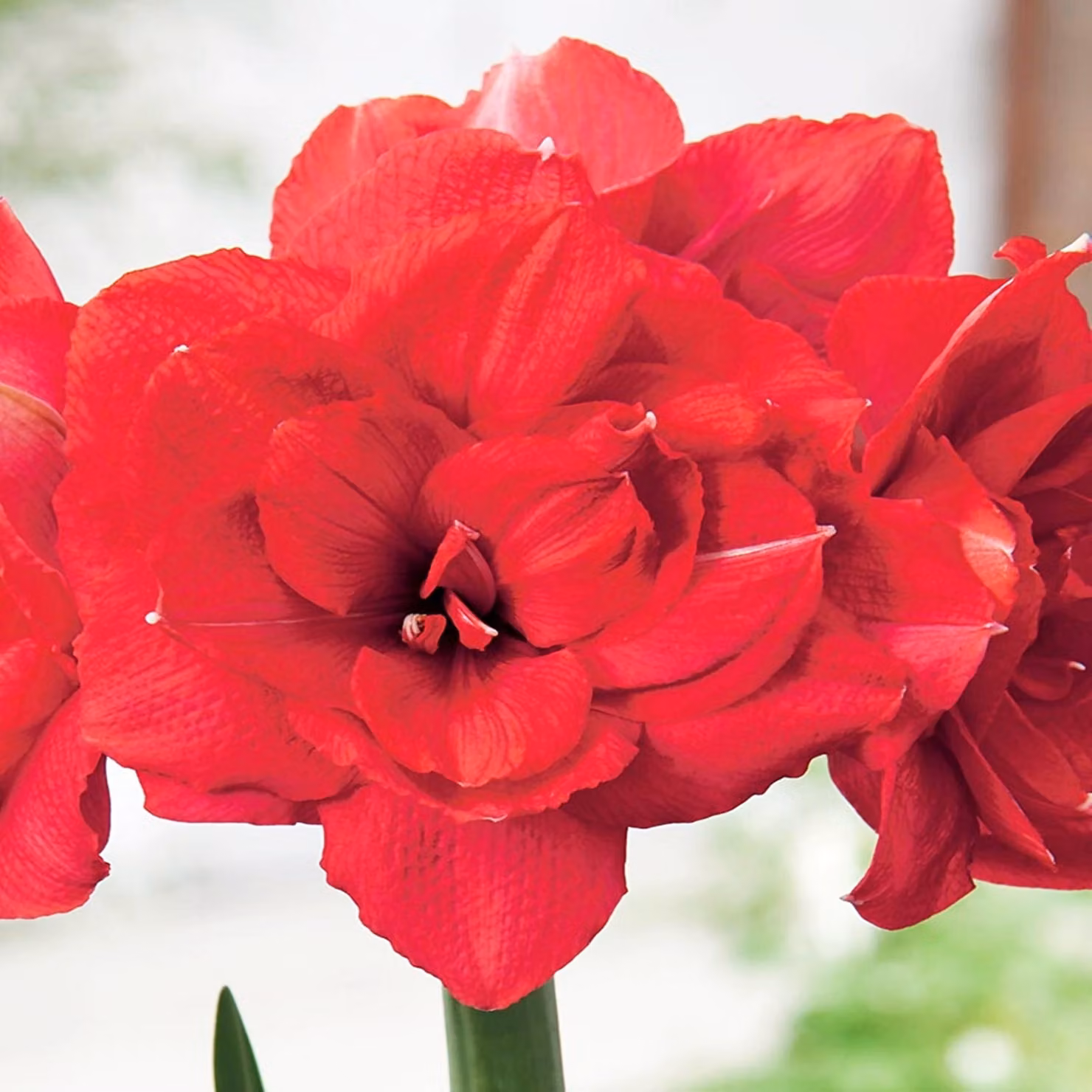 Hippeastrum Zwartnica Amarylis Double Delicious 1 pz Bulbi di amarilli