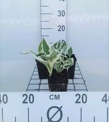 6 x Hosta hybr. 'Patriot' - Hosta - vaso 9 x 9 cm x 9 cm