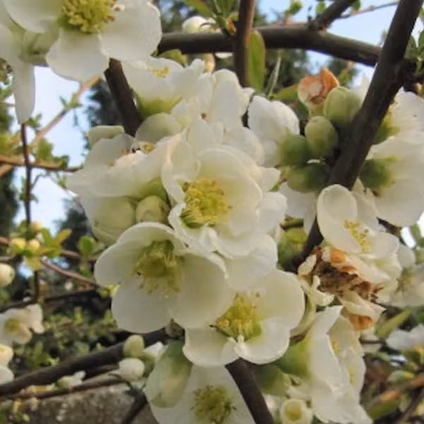 2 piante di Chaenomeles speciosa 'Nivalis' | Altezza: 30-40 cm, in vaso