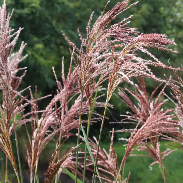 6 piante di *Miscanthus sinensis* 'Malepartus' | Vaso da 9x9 cm