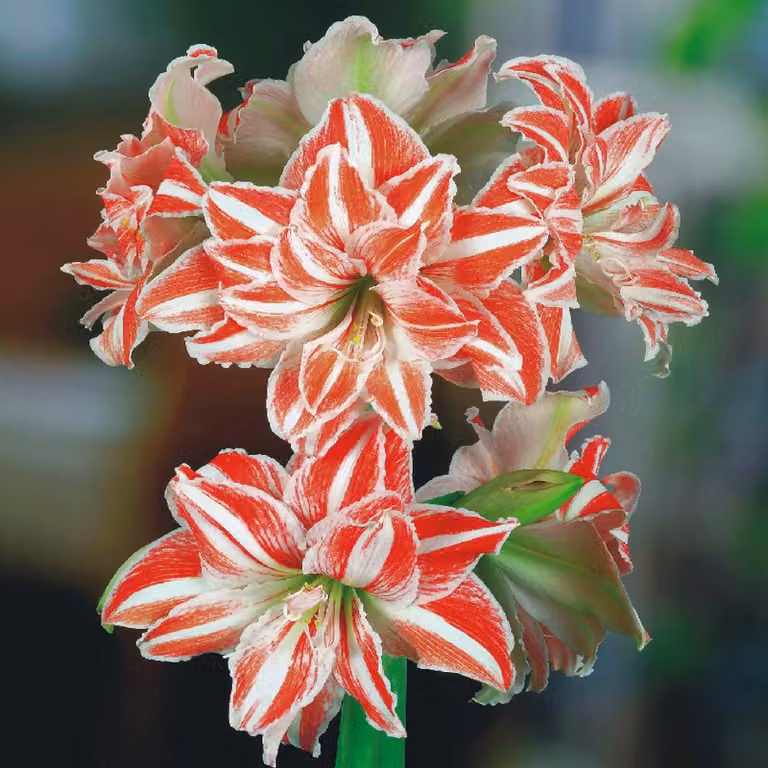 Hippeastrum Zwartnica Amarylis Pełny Dancing Queen 1 pz Bulbi di Amaryllis