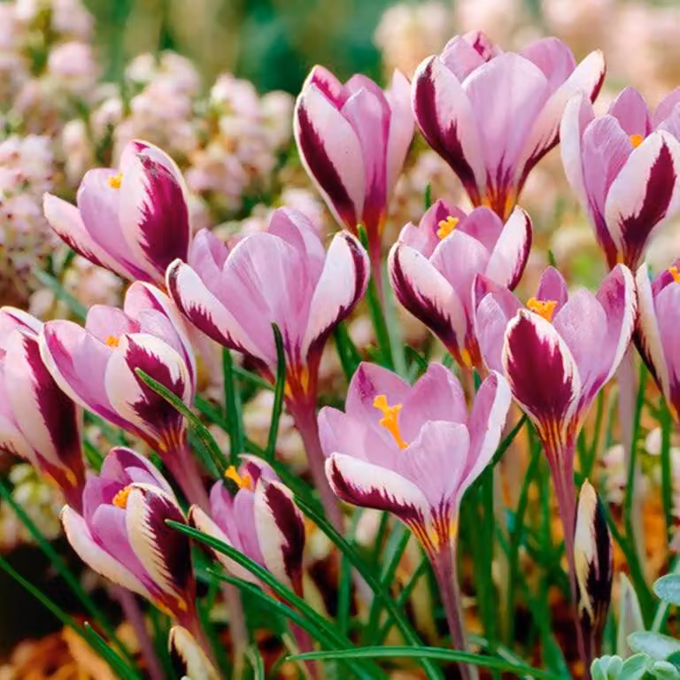 Bulbi da fiore Bulbi Crocus a fiore grande Crocus Minimus 5 pz.