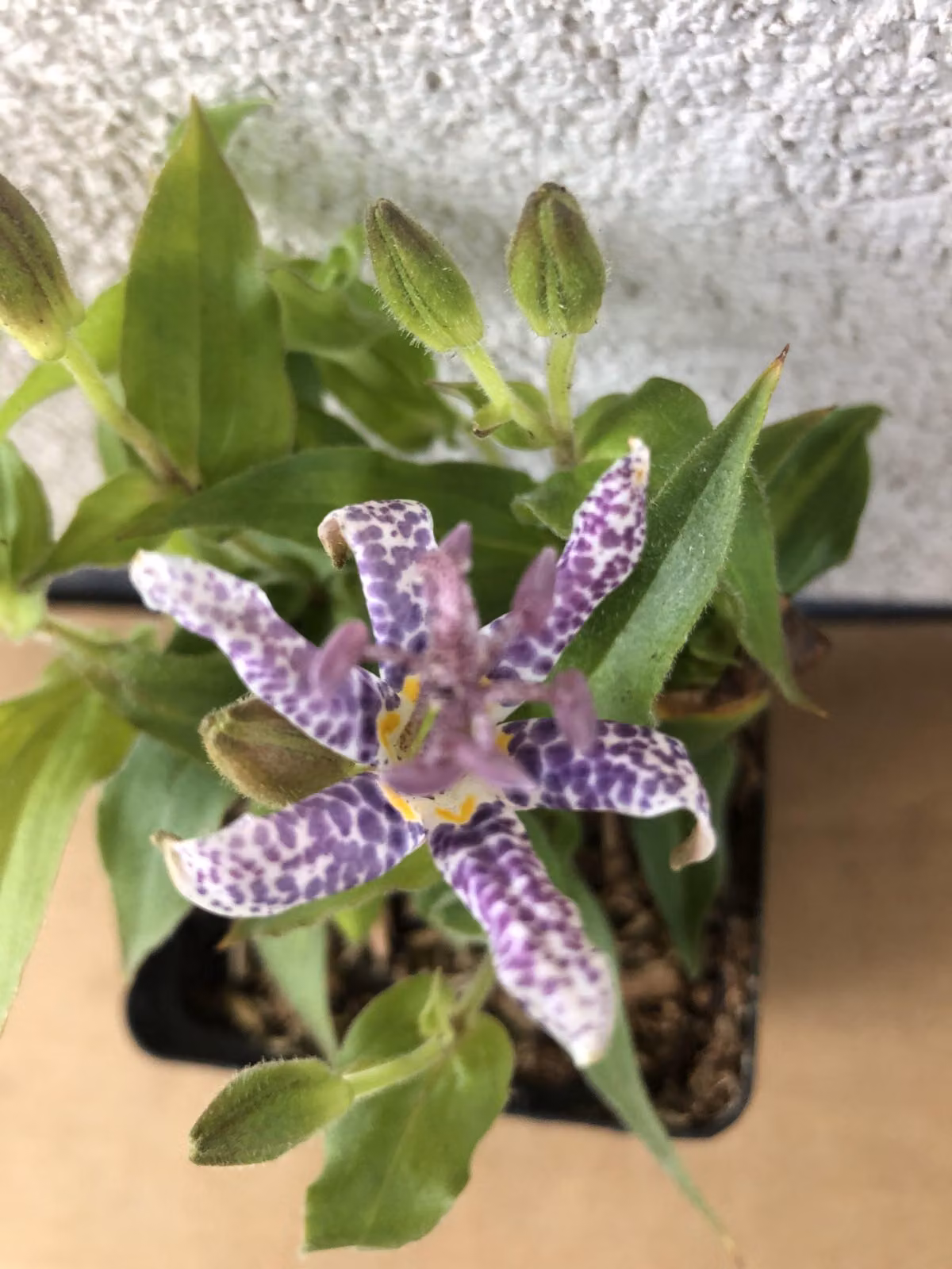 6 x Tricyrtis hirta - Giglio rospo - vaso 9x9 cm
