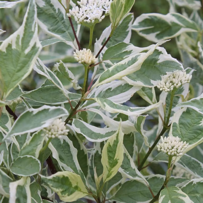 2 piante di Cornus alba 'Elegantissima' (Hartriegel), altezza 60-80 cm, in vaso