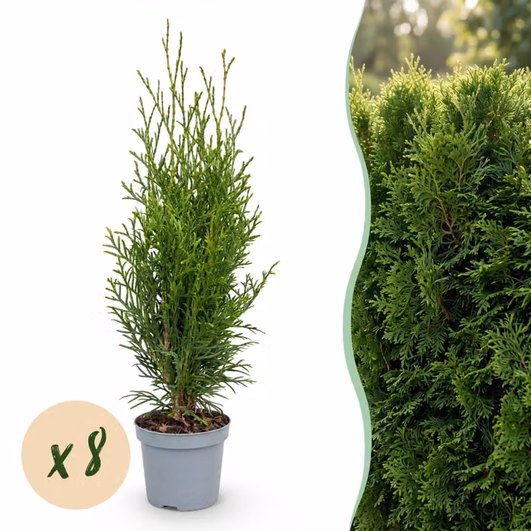 Piante da siepe - Thuja occidentalis Emerald - foglia verde - 8 piante - 1 metro lineare - sempreverdi - 25-35cm - Ø10cm - Pianta da giardino