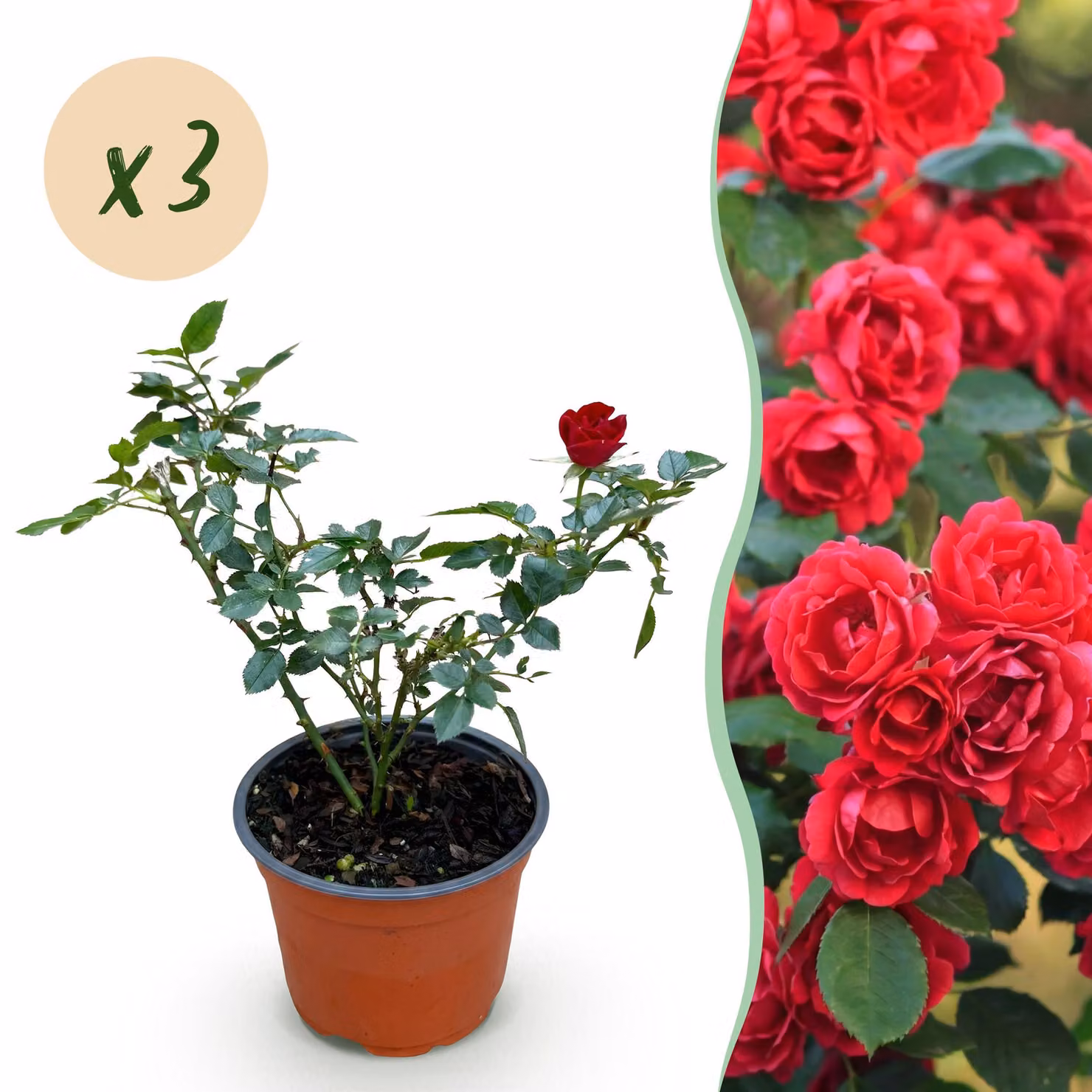 Rosa da giardino - Rosa Rote The Fairy - Rosa rustica - Rossa - 3 piante - 20-30cm - Ø12cm - Pianta da giardino