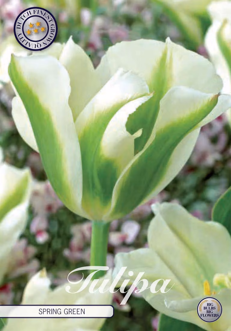Tulipano Spring Green (7 pezzi) | Bulbi di tulipano di Sam van Schooten