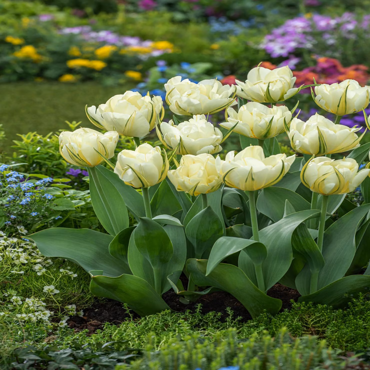 Tulipani Bulbi Fiori Tulipano doppio Sweet Valley 5 pz.
