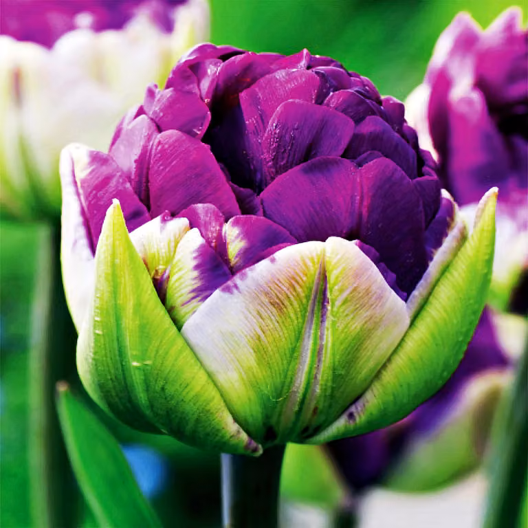 Tulipani Fiore Bulbi Fiori Tulipani di ghiaccio Tulipano doppio Tulipano Negrita doppio 5 pz.