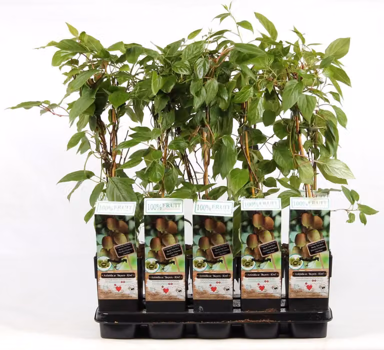 Kiwi bavarese 70 cm Actinidia arguta Bavaria - femmina