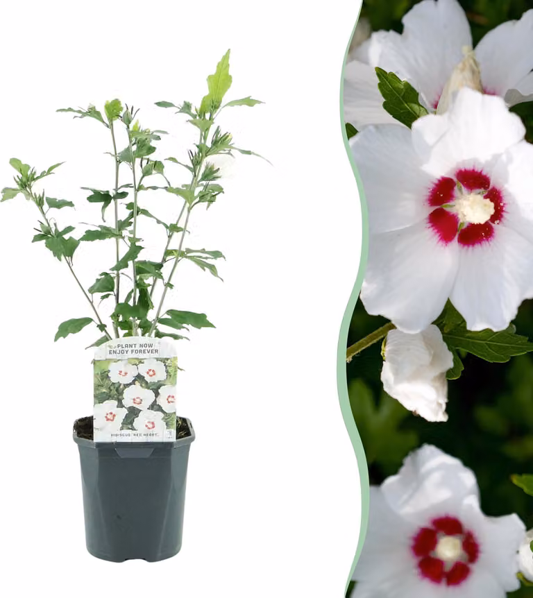 Arbusti - Hibiscus syriacus Red Heart - Fiore bianco con cuore rosso - 1 pianta - Deciduo - Bassa manutenzione - 35-45cm - Ø18cm - Pianta da giardino
