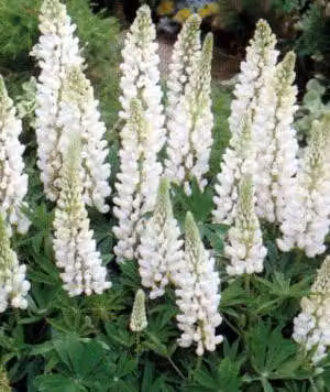 6 x Lupinus hybr. 'Noble Maiden' - Lupino - vaso 9 x 9 cm