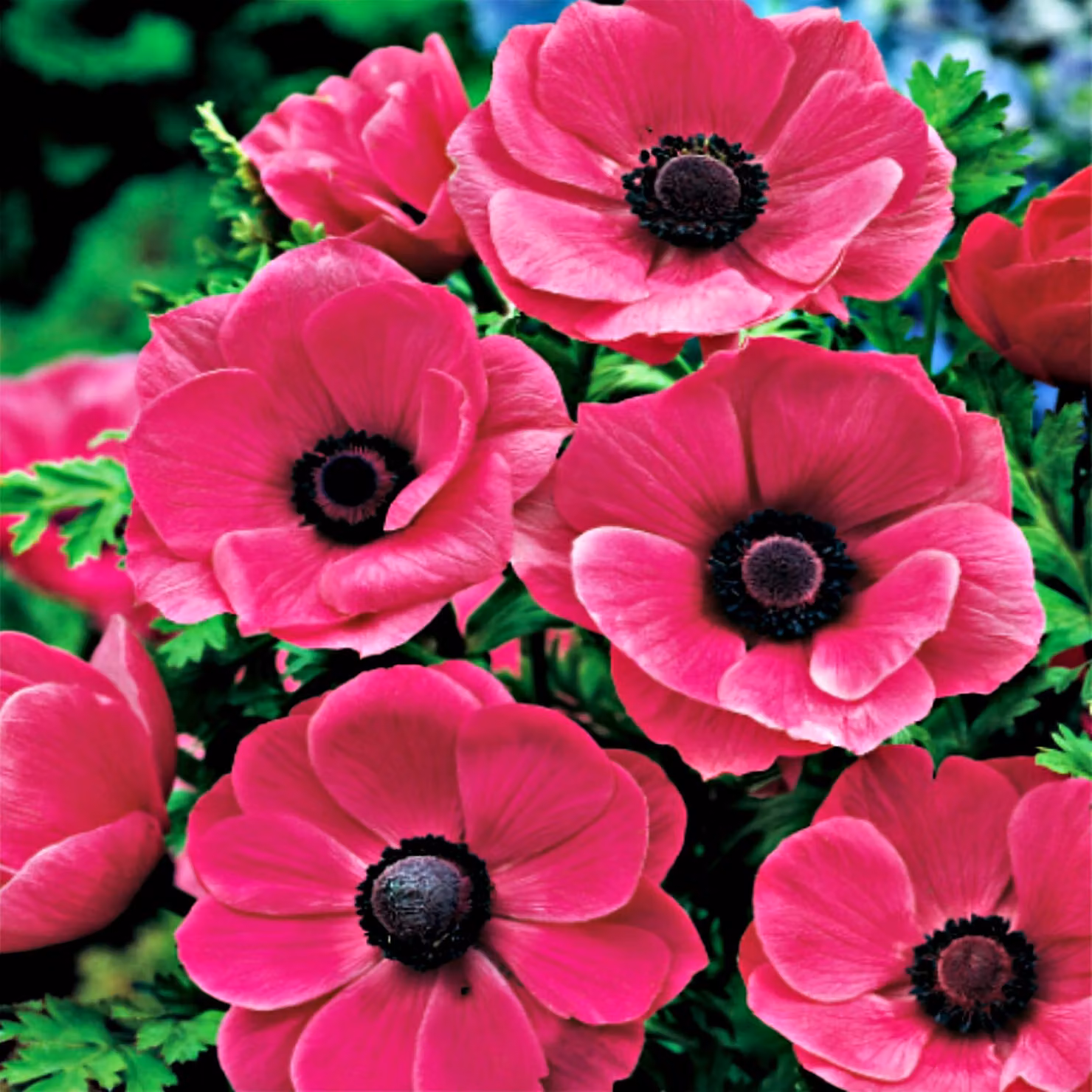 Anemone Sylphide singolo 10 pz Anemoni Bulbi di anemone
