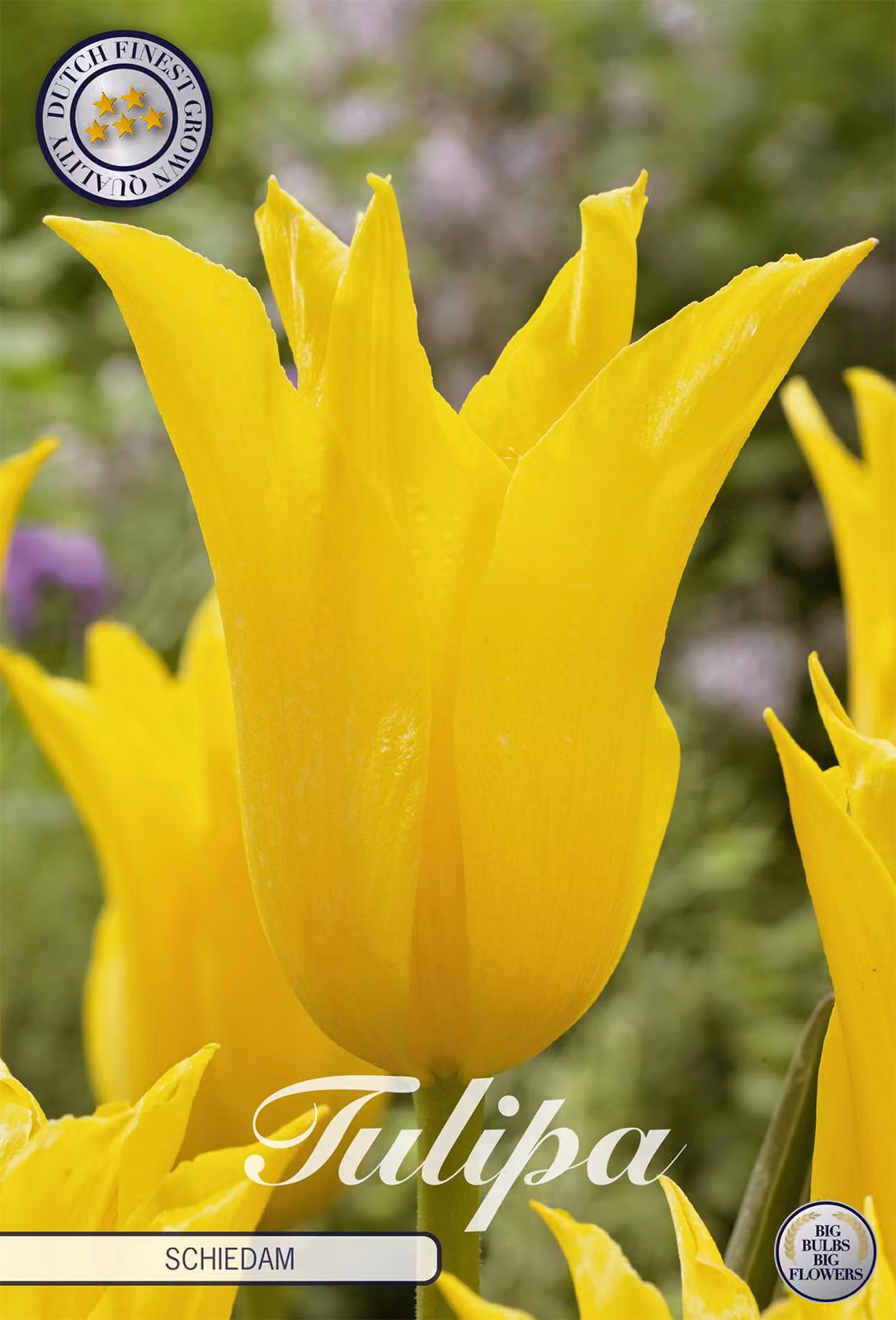 Lilyflowering - Schiedam - Tulipa