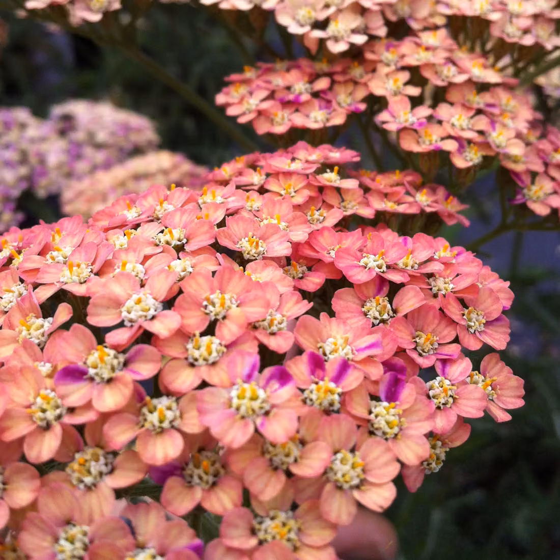 6 piante di Achillea millefolium 'Wesersandstein' | Vaso da 9x9 cm