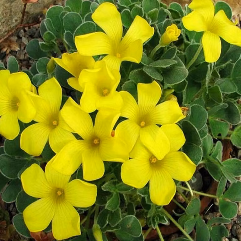 Oxalis Fiore Bulbi Bulbi Fiori Acetosella Ken Aslet 3 pz.