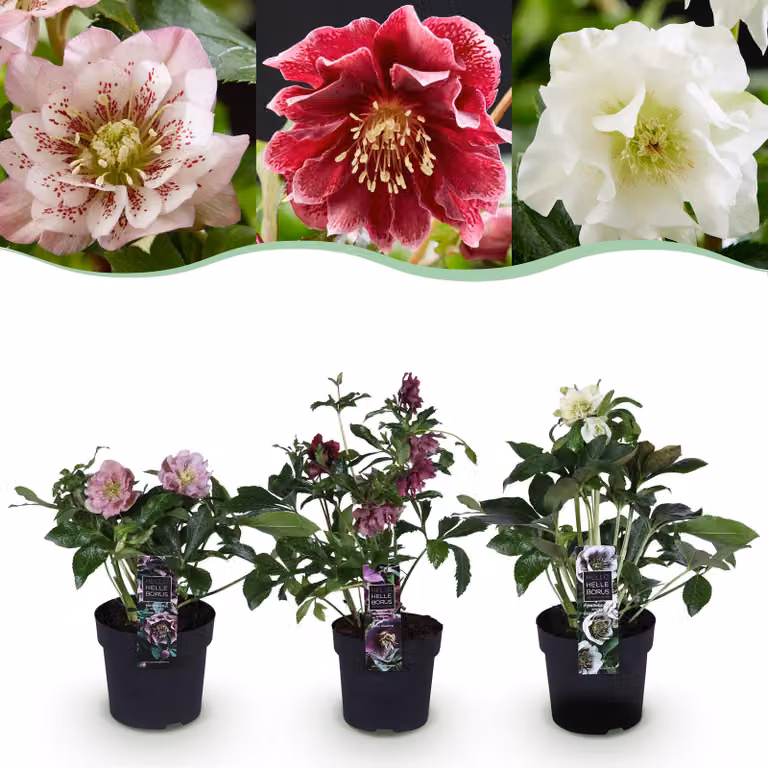 Helleborus orientalis Doppio Tricolore - Rosa - Rosso - Bianco Fiore -3 Piante - Sempreverde - 25-35cm - Ø14cm - Pianta da giardino