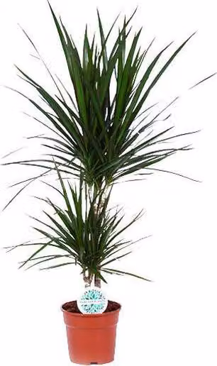 Dracaena Marginata, pianta da appartamento, Ø17cm, altezza 75cm, facile da