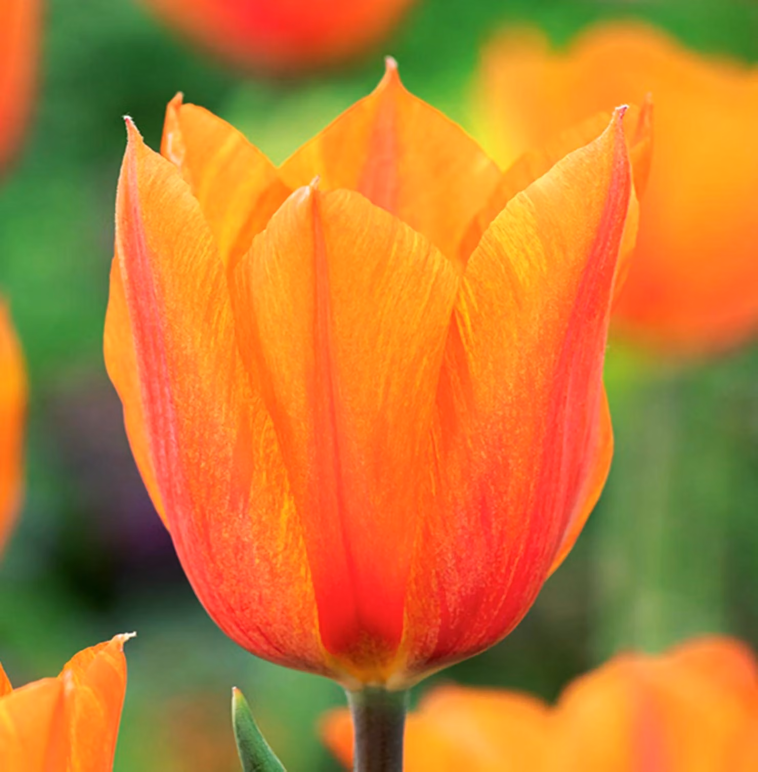 Tulipani Bulbi di fiori Bulbi di fiori Tulipani El Nino 5 pz.