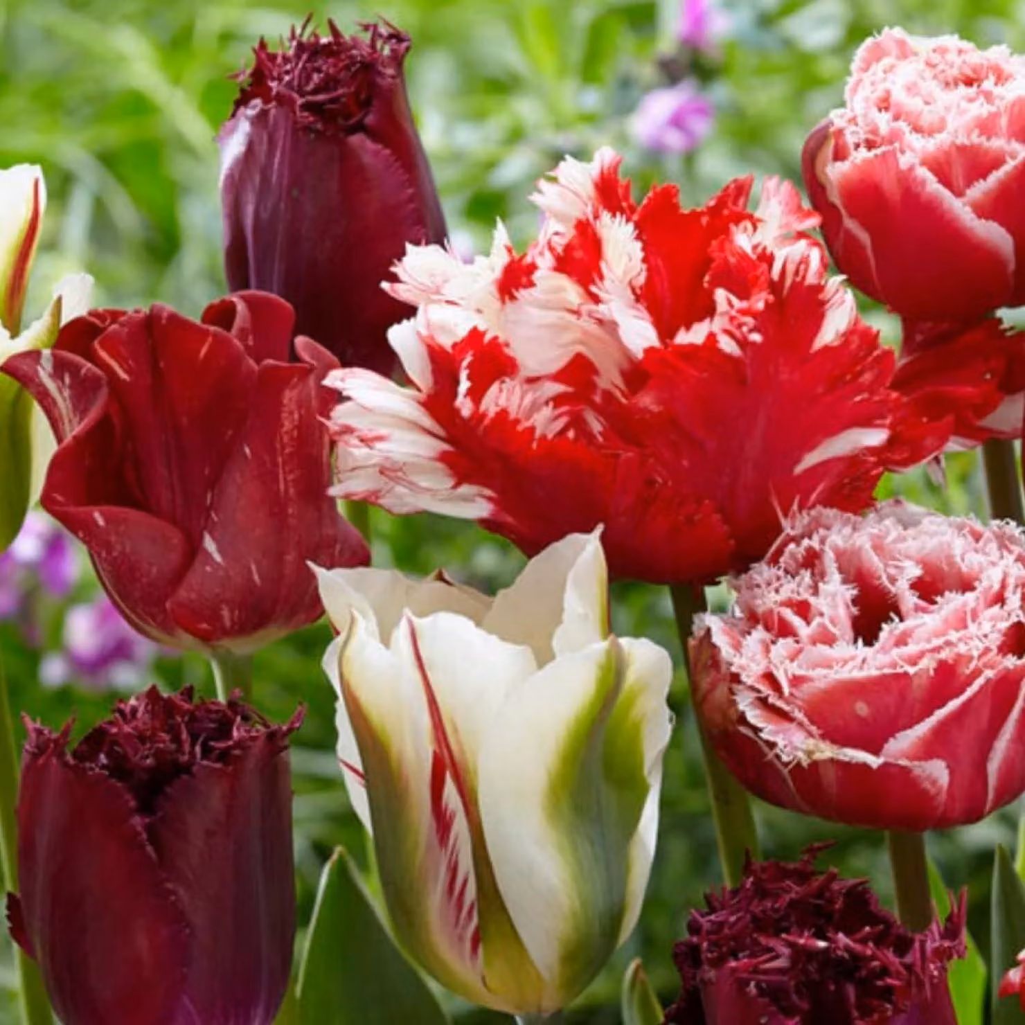 Bulbi di tulipano resistenti al freddo, perenni - Magic Fireworks - 20 bulbi - Piante vere provenienti dall'Olanda - Tulipani per giardino, vasi e balcone (bulbi grandi, senza semi, non artificiali)