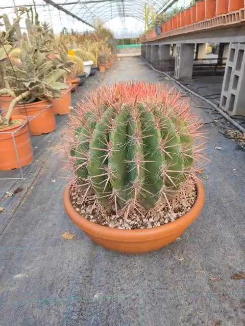 Cactus Barile Ferocactus Stainesii Ciotola 50 cm Cactacea Cespitosa