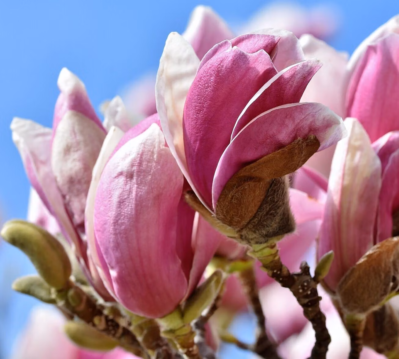 Magnolia Betty 2L