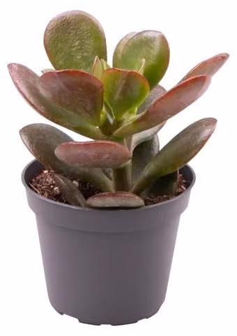 Crassula Minor 8-13 cm - Piante grasse - Echeveria - Pleiospilos - Sedum - Crassula - Aloe